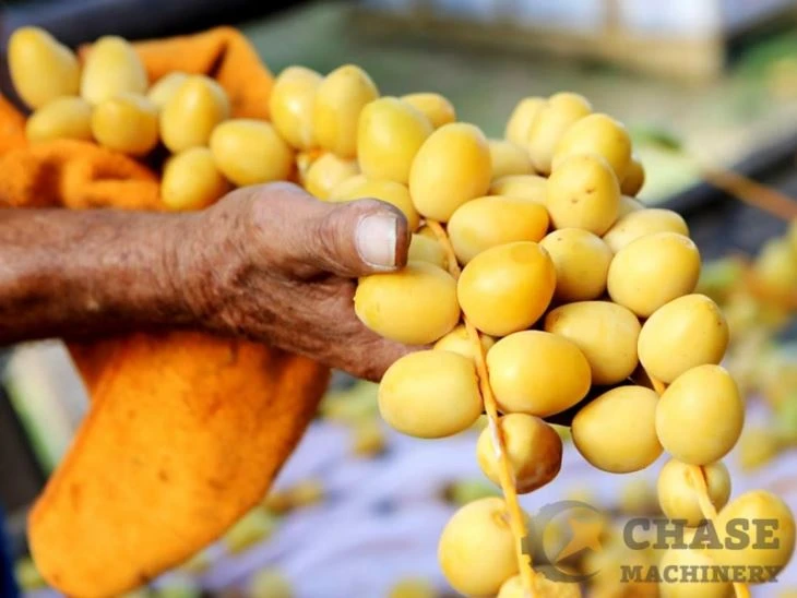 خط تجهيز التمور